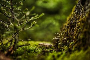 Nachhaltigkeits- und Klimaschutzmanager/-in im Handwerk - Online